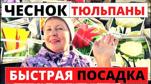 ЧЕСНОК и ТЮЛЬПАНЫ быстрая и простая посадка. Кто обАрдзел в моем саду