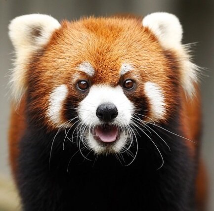 Ярик, фамильяр Теоны.  Картинка с сайта pixabay.com/ru. Бесплатно для коммерческого использования, указание авторства не требуется. 
