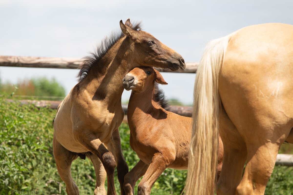 Справка: игры жеребят бывают опасны, поэтому человеку нужно быть осторожным во время общения с ними.