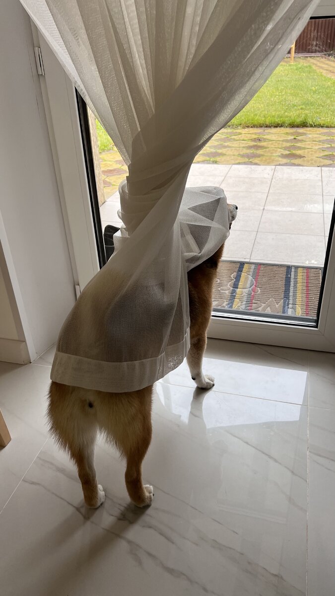 Всё же нашла одно фото😁 Кейко закрутилась в штору - самостоятельная 🐕