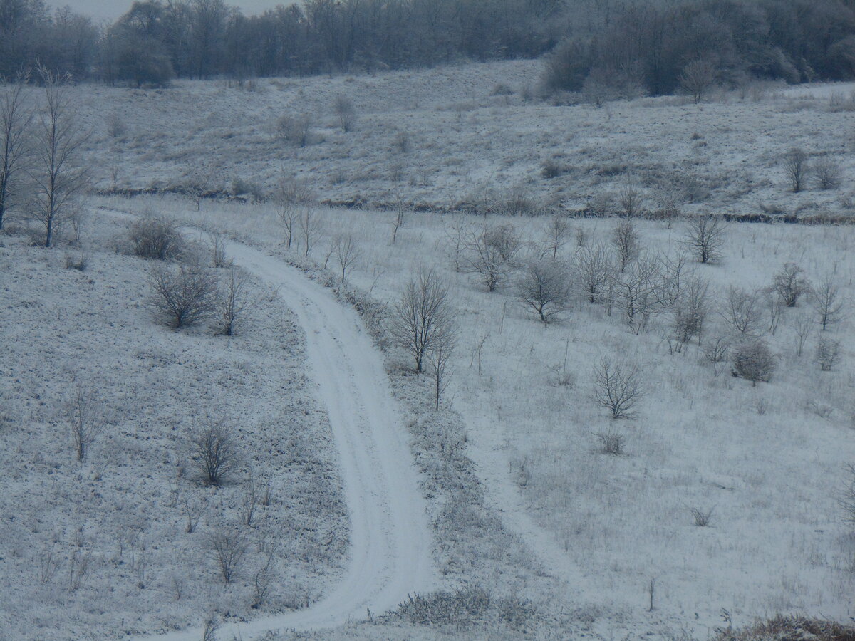 Во Бору брусника