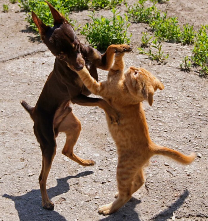 Кот и собака дерутся