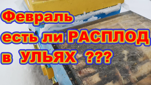 ФЕВРАЛЬ есть ли РАСПЛОД в УЛЬЯХ ! Зимний расплод пчёл в ульях из ППС и ППУ ! Зимовка пчёл на сетке ! Зимовка пчёл в ульях на сетчатом дне !