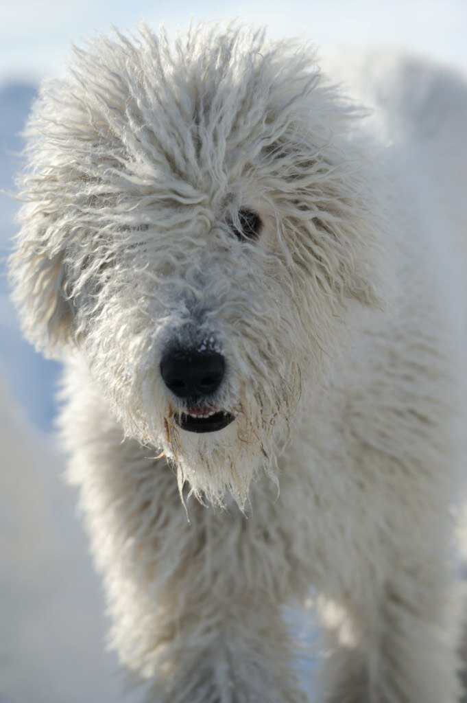 Командор Фигаро