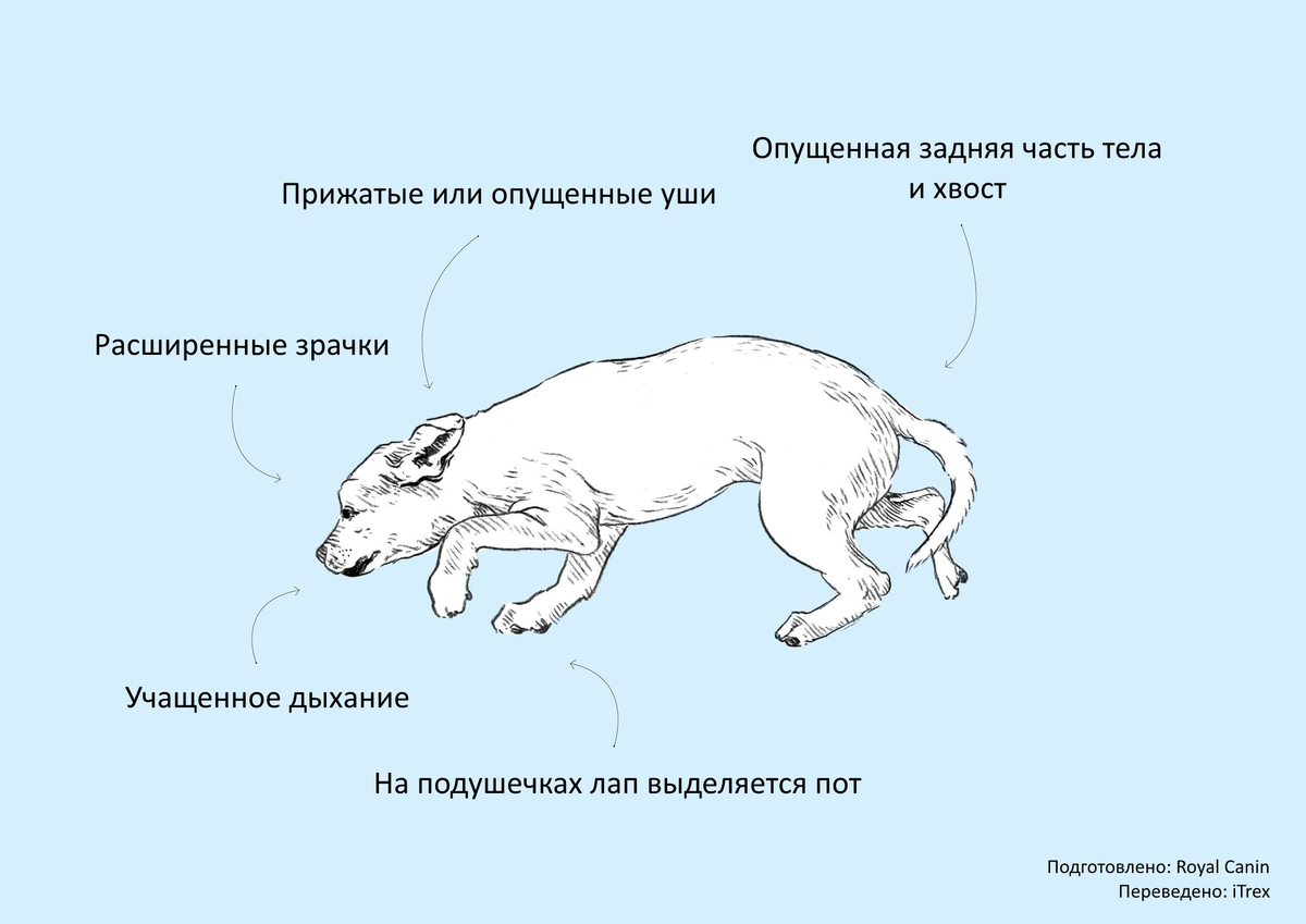 Хвост собаки положение