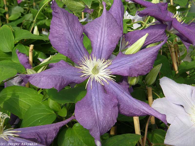 Клематис Clematis Viennetta