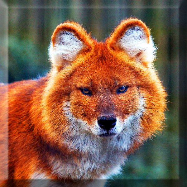 Рыжий волчонок (64 фото)