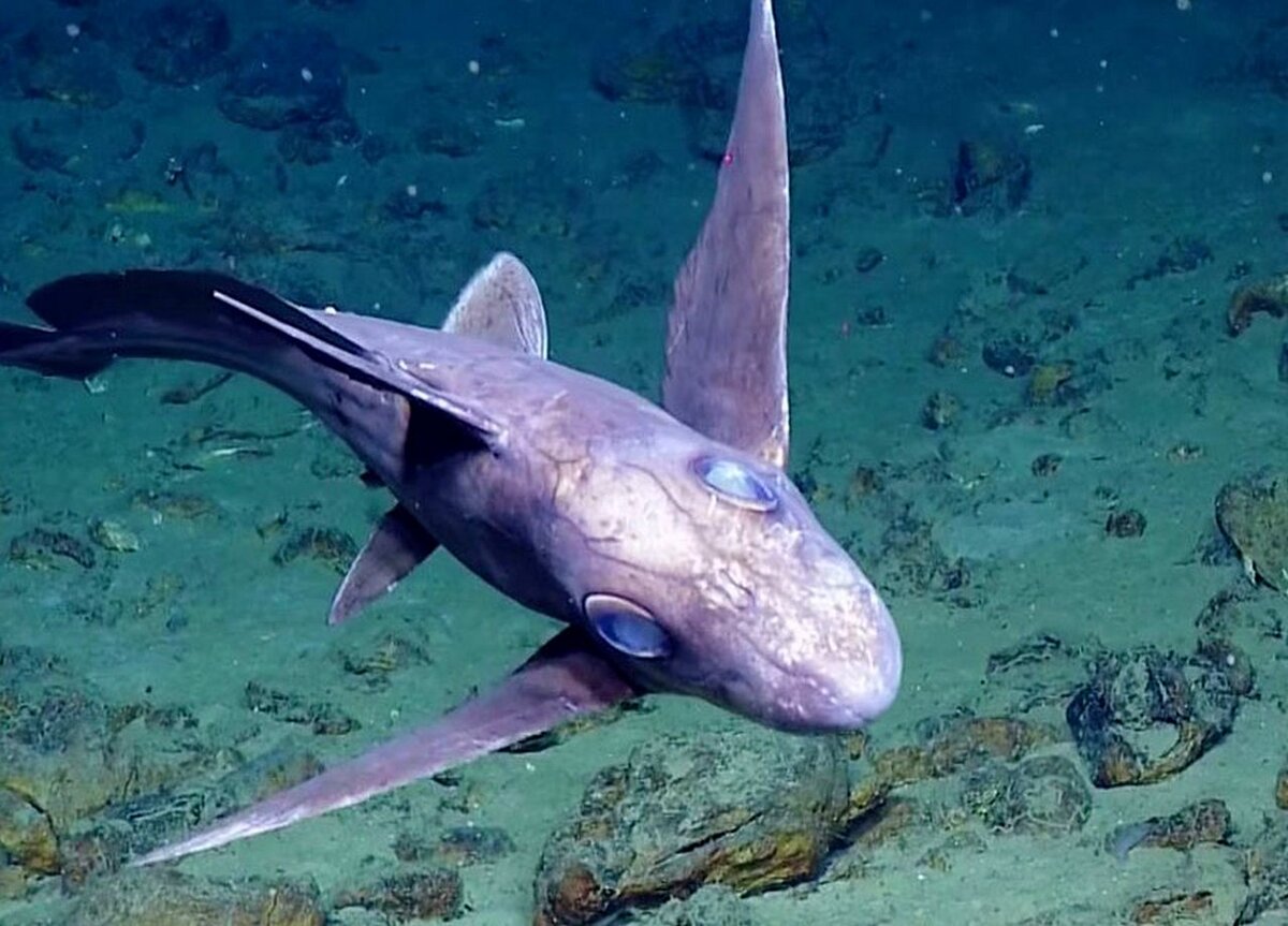 Акула призрак Химера. Глубоководная акула призрак. Восточно Тихоокеанская Химера. Акула призрак морская Химера.