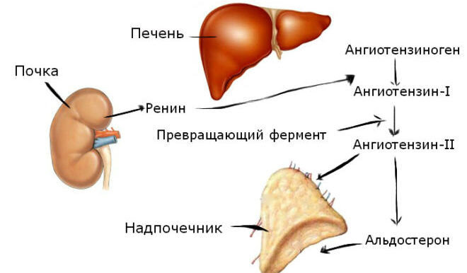 Альдостерон-рениновое соотношение (плазма крови), цена анализа в Улан-Удэ | Юнилаб