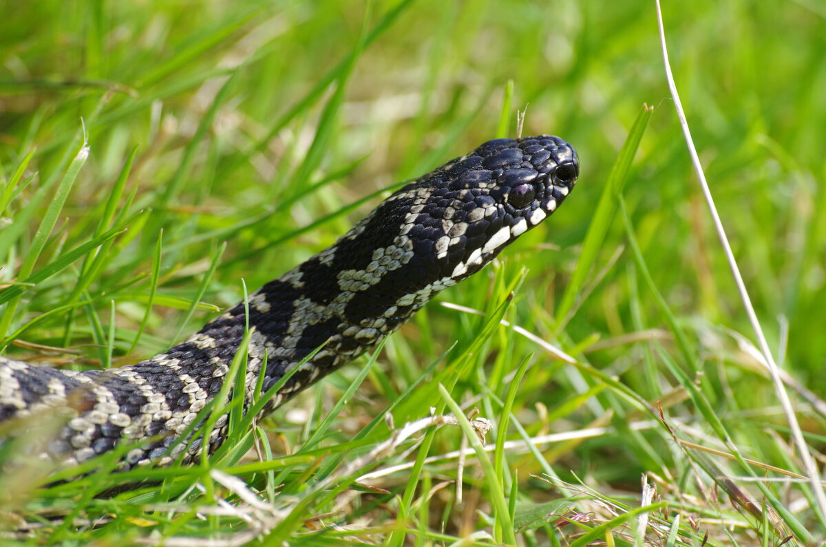 Гадюки в природе. Гадюка обыкновенная. Мраморная гадюка. Vipera Aspis atra. Габбонский гадюка.