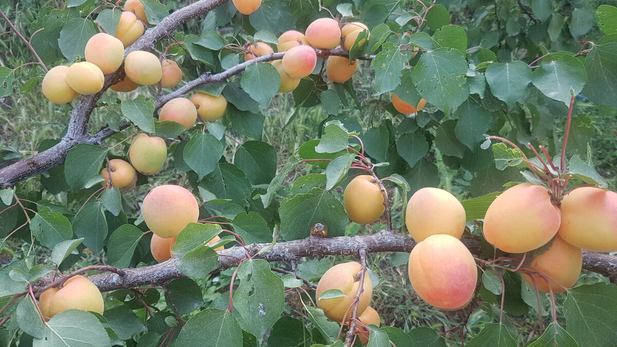 Урожай этого года. Плодов много, но они не вкусные. Фото Е.Миговой