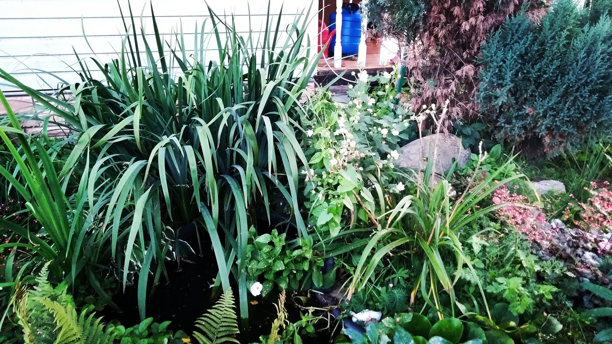 И длинные тонкие листья болотного ириса тоже.