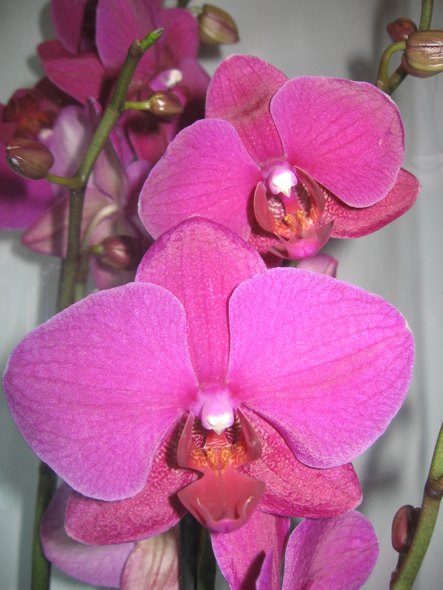 Фаленопсис олимпия. Орхидея lee. Орхидеи фаленопсисы. Фаленопсис generation. Любит ли орхидея солнце.