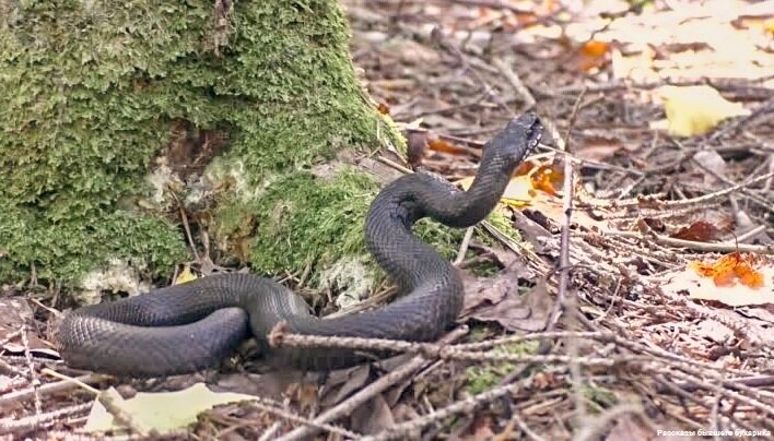 Да, зачастую выползала такая вот живность