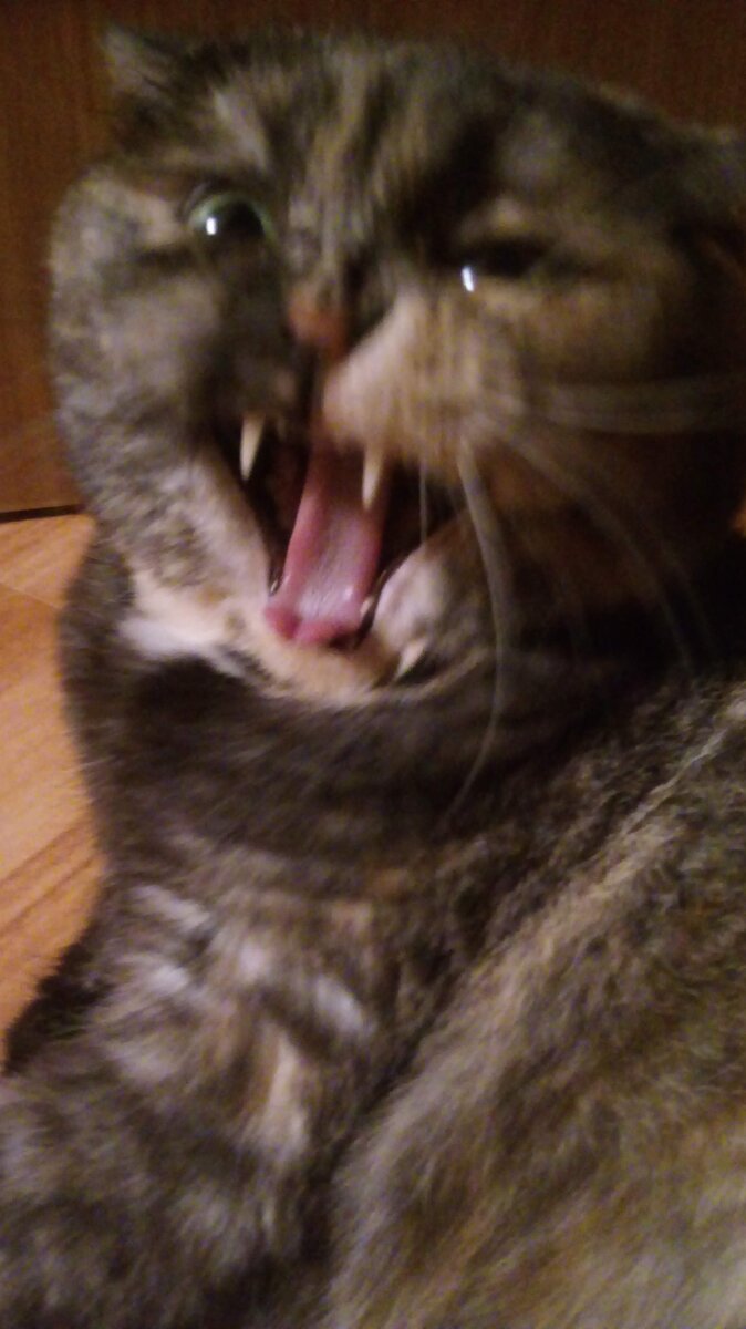 Как вам зубки? Погладить хотите?