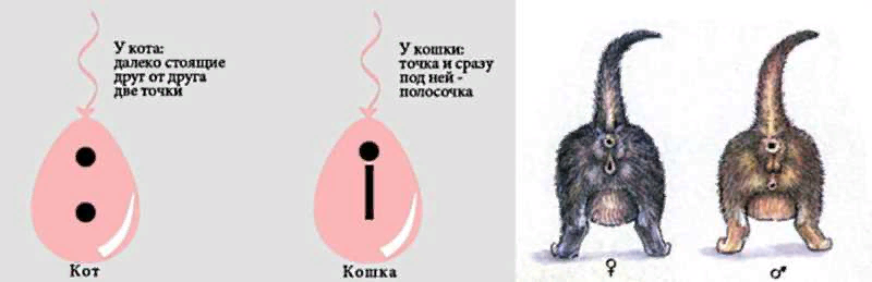 Пин от пользователя Michael Libin на доске О котах... Кошачьи хвосты, Поведение 