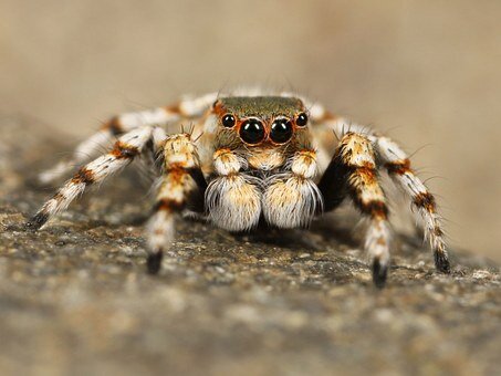 https://cdn.pixabay.com/photo/2013/05/14/16/28/jumping-spider-111075__340.jpg