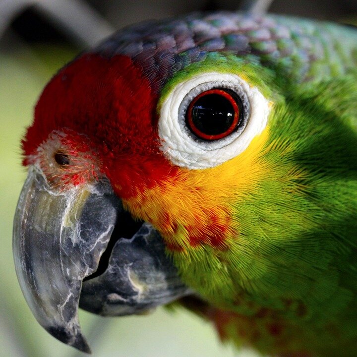 https://pixabay.com/ru/photos/%D0%BF%D0%BE%D0%BF%D1%83%D0%B3%D0%B0%D0%B9-ave-%D0%BF%D0%BB%D0%B5%D0%BD%D1%83-%D0%B6%D0%B8%D0%B2%D0%BE%D1%82%D0%BD%D1%8B%D0%B5-%D0%BF%D1%82%D0%B8%D1%86%D1%8B-55293/