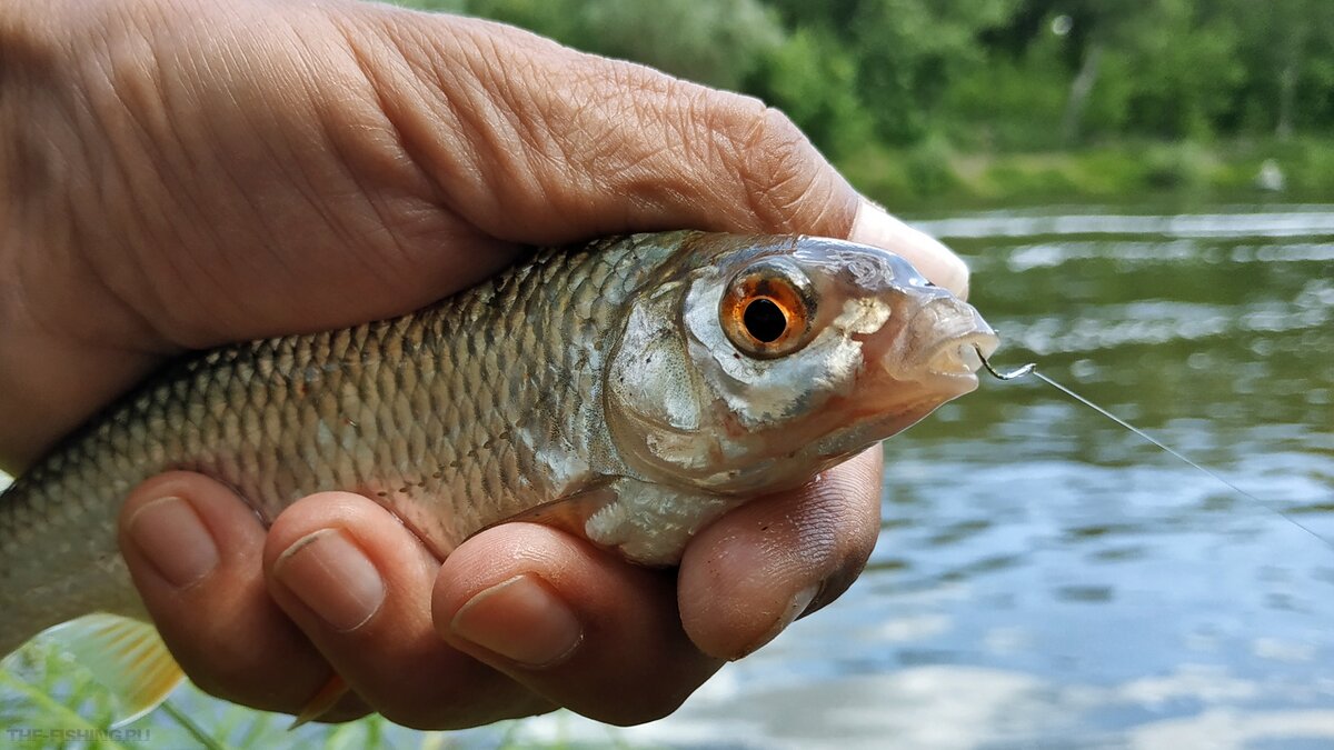 Живец для щуки