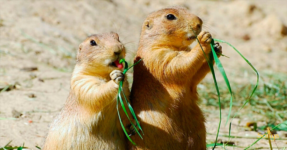 Луговая пара. 