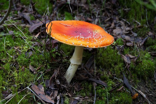 https://cdn.pixabay.com/photo/2019/11/02/17/09/toadstool-4596865__340.jpg