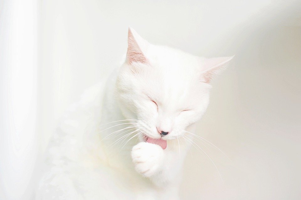https://pixabay.com/photos/cat-grooming-american-snapshot-hare-4523300/