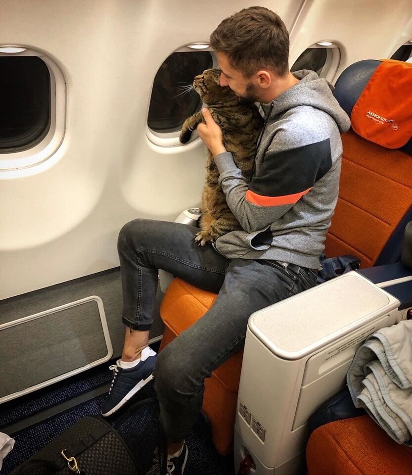 Кот Виктор и Аэрофлот (фото facebook.com/mikhail.galin)