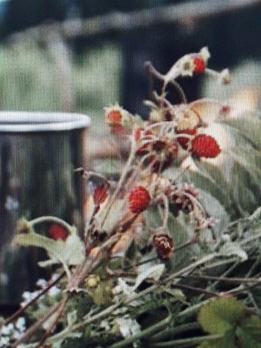 Сбор земляники на варенье и сушим на чай.