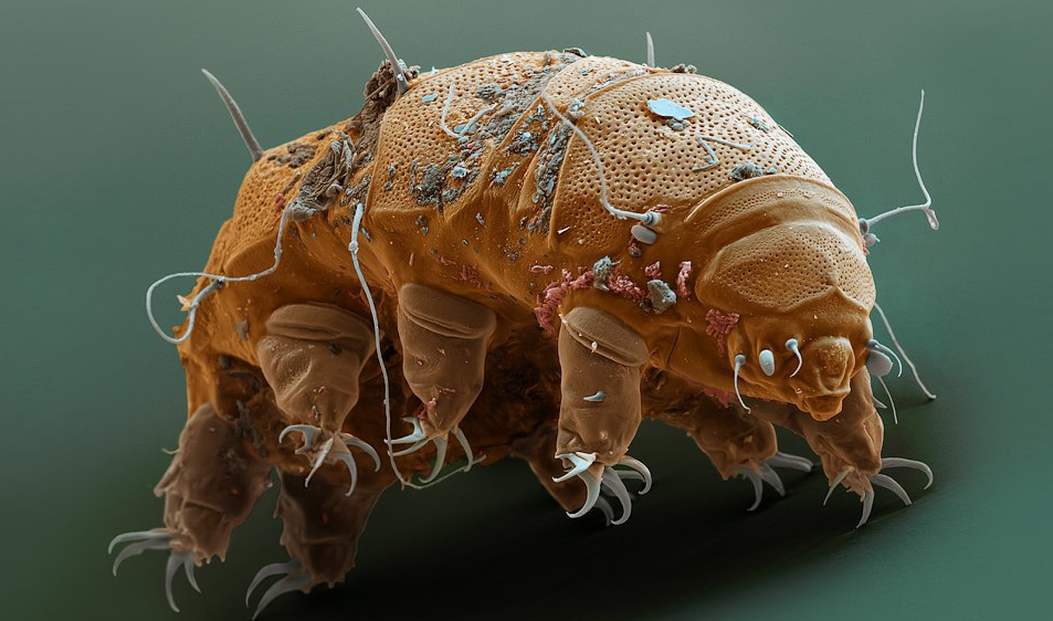 Водяной медведь