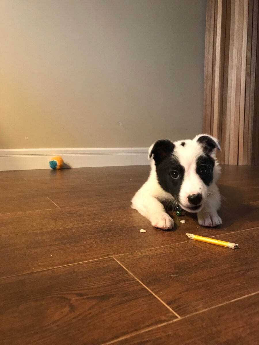 Плутон сожрал карандаш