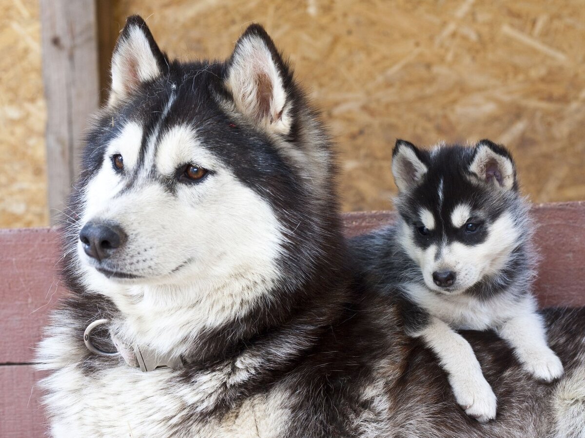 Из яндекс. Картинки 