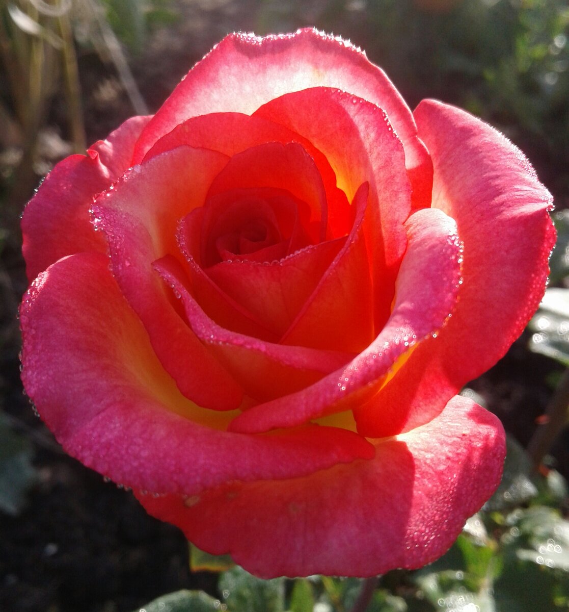 Розы прекрасно будут чувствовать себя на солнце 