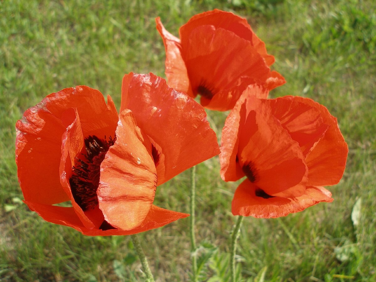 Фото моё @art_earsel