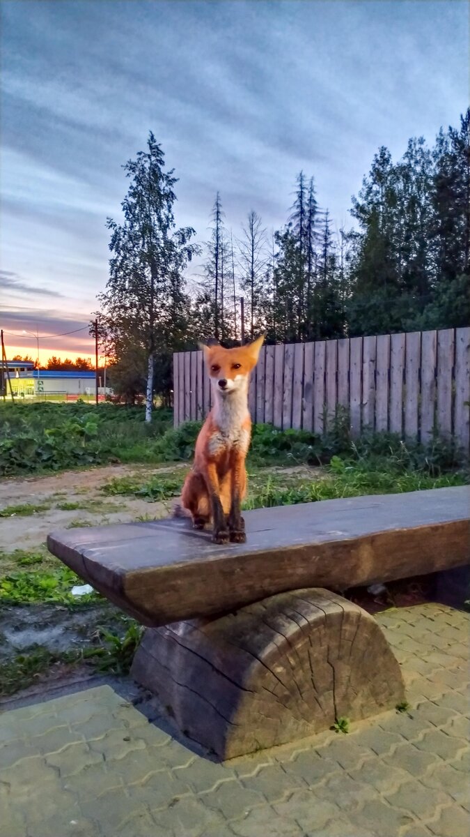 Вот так он сидел