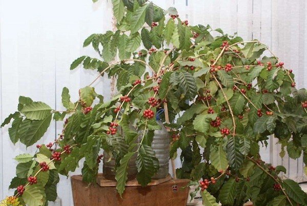 Можно ли вырастить кофе в домашних условиях и получить урожай и как это сделать?