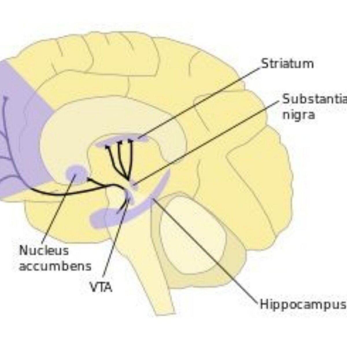 Взято из открытых интернет-источников