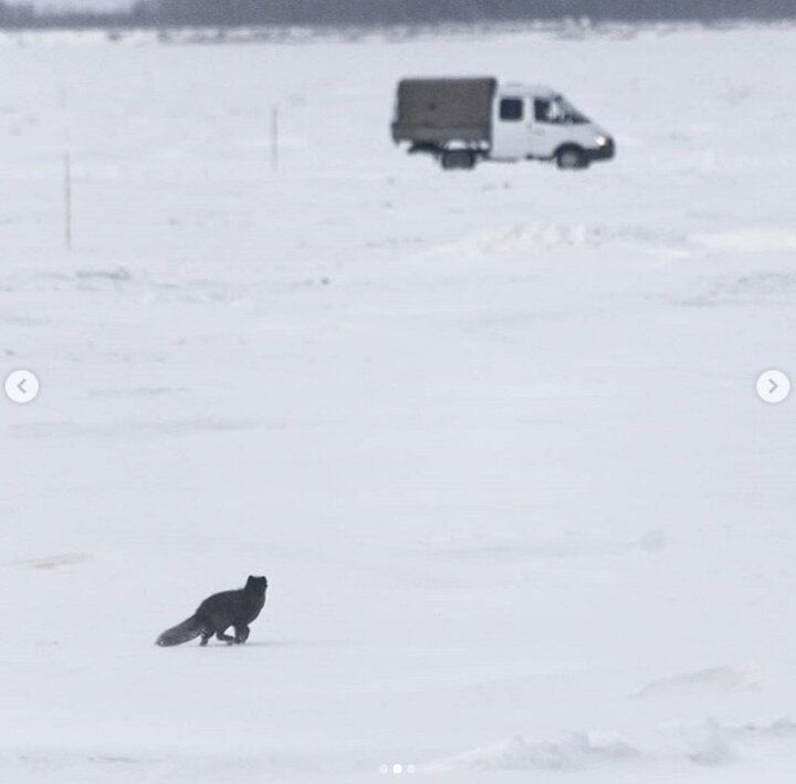 Фото: Instagram arctic_lab_yamal 