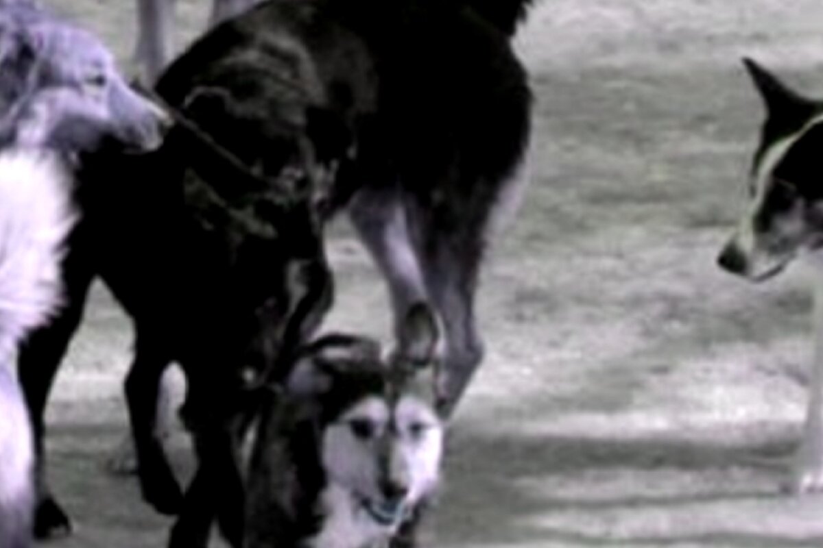 Бродячие собаки