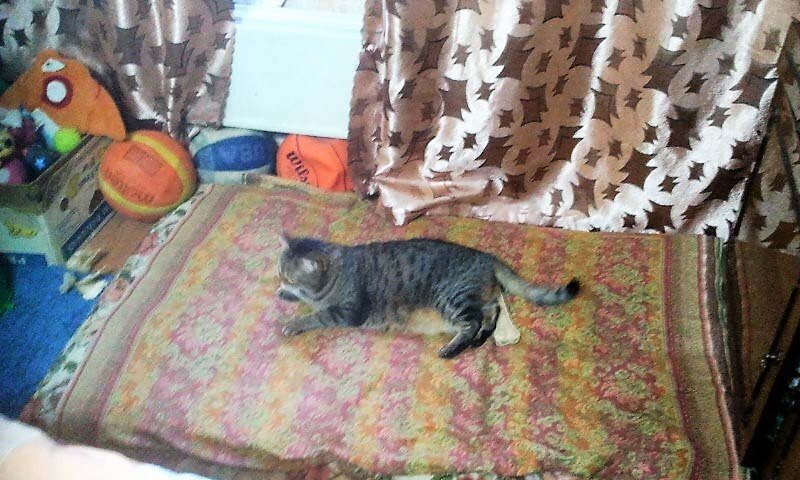 Кейсин матрасик рядом с окном. И вездесущая кошка