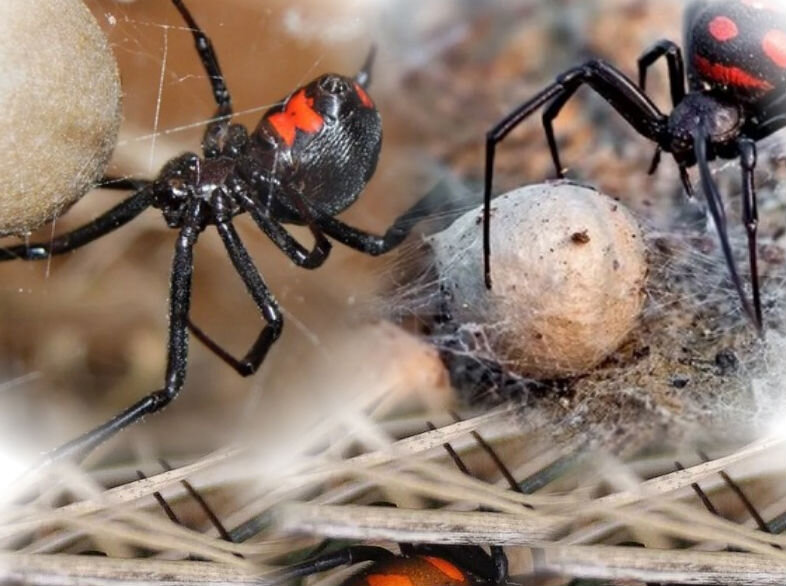 Каракурт паук. Паук Каракурт черный. Каракурт (Latrodectus tredecimguttatus).