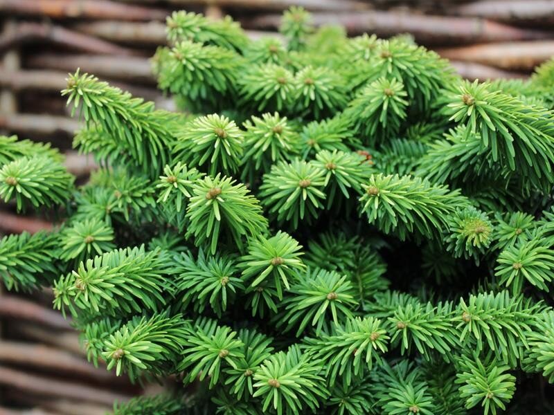 Пихта бальзамическая "Нана" (Abies balsamea "Nana")