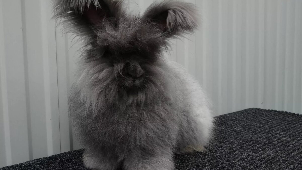 Фото из Яндекс