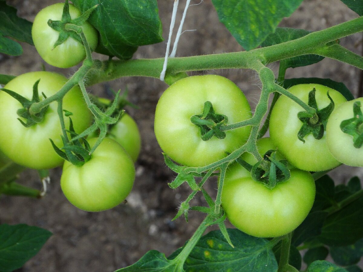 Сорт "Оля" в процессе созревания. Фото исключительно из личного архива