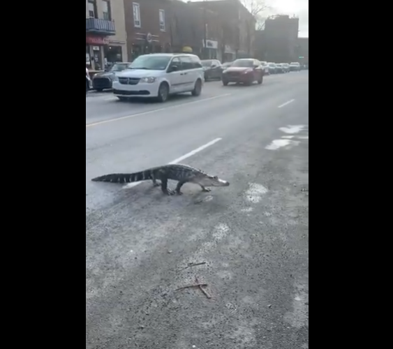 Скриншот видео