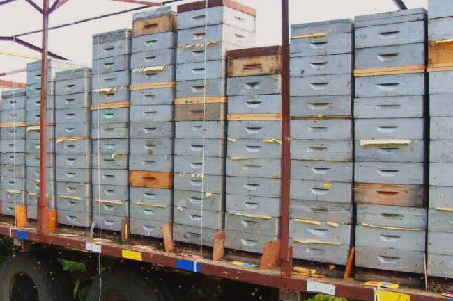 Фото с сайта pchelushki.ru