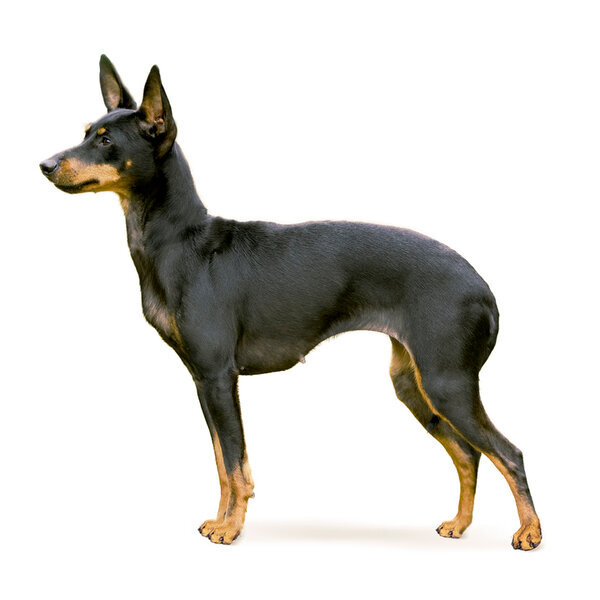 Английский той-терьер, Изображение из свободных источников.