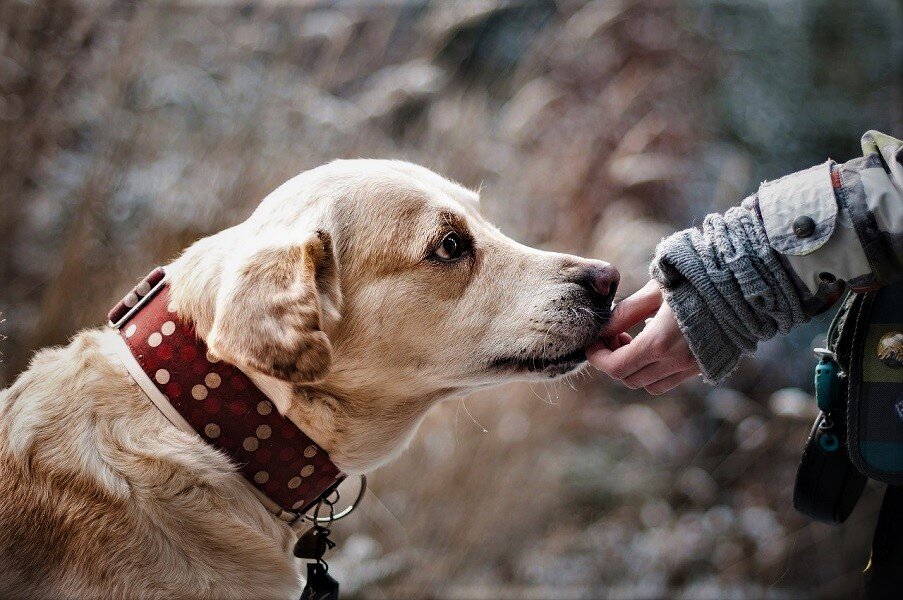 Иллюстрационное фото взято на сайте pixabay.com