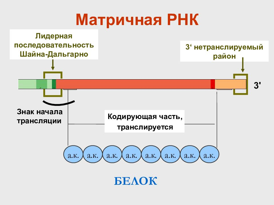Матричная рнк мрнк. Структура матричной рнк. матричная рнк строение и функции. мрнк строение функции. структура зрелой мрнк.