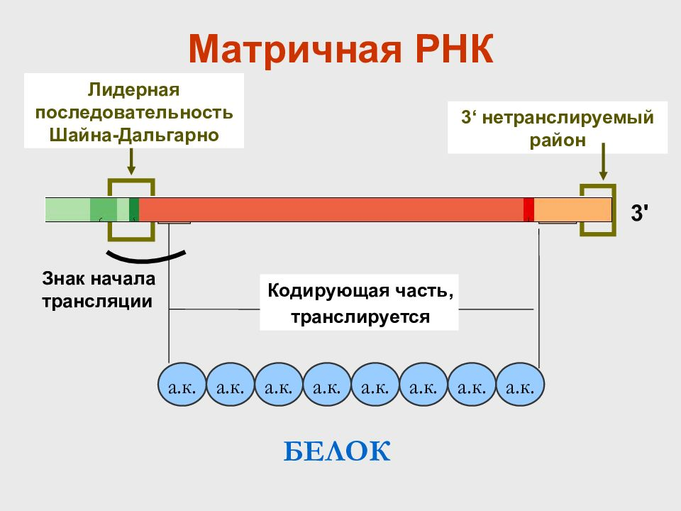 Матричная РНК строение и функции. МРНК строение функции. Структура матричной РНК. Структура зрелой МРНК.