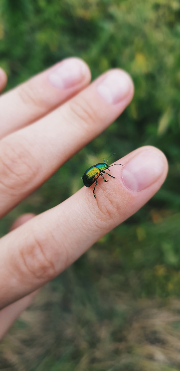 Он не ядовитый, он красивый
